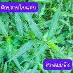 ผักปลาบใบแหลม หรือ ผักปลาบใบแคบ (กิ่งสำหรับปักชำ) ความยาวของกิ่งกว่า 20 ซม. 20 กิ่ง 39 บาท - ศรีสะเกษ รูปที่ 4