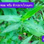ผักปลาบใบแหลม หรือ ผักปลาบใบแคบ (กิ่งสำหรับปักชำ) ความยาวของกิ่งกว่า 20 ซม. 20 กิ่ง 39 บาท - ศรีสะเกษ