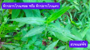 สวนแม่พัชสมุนไพรดอกไม้กินได้