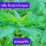 ผักปลาบใบแหลม หรือ ผักปลาบใบแคบ (กิ่งสำหรับปักชำ) ความยาวของกิ่งกว่า 20 ซม. 20 กิ่ง 39 บาท - ศรีสะเกษ รูปที่ 1