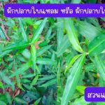 ผักปลาบใบแหลม หรือ ผักปลาบใบแคบ (กิ่งสำหรับปักชำ) ความยาวของกิ่งกว่า 20 ซม. 20 กิ่ง 39 บาท - ศรีสะเกษ รูปที่ 2