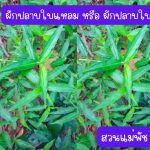 ผักปลาบใบแหลม หรือ ผักปลาบใบแคบ (กิ่งสำหรับปักชำ) ความยาวของกิ่งกว่า 20 ซม. 20 กิ่ง 39 บาท - ศรีสะเกษ รูปที่ 3