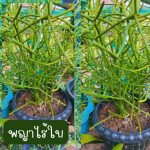 พญาไร้ใบ ติดรากแล้ว สูงกว่า 20 ซม. 3 ต้น 59 บาท ส่งแบบถอดกระถาง - ศรีสะเกษ
