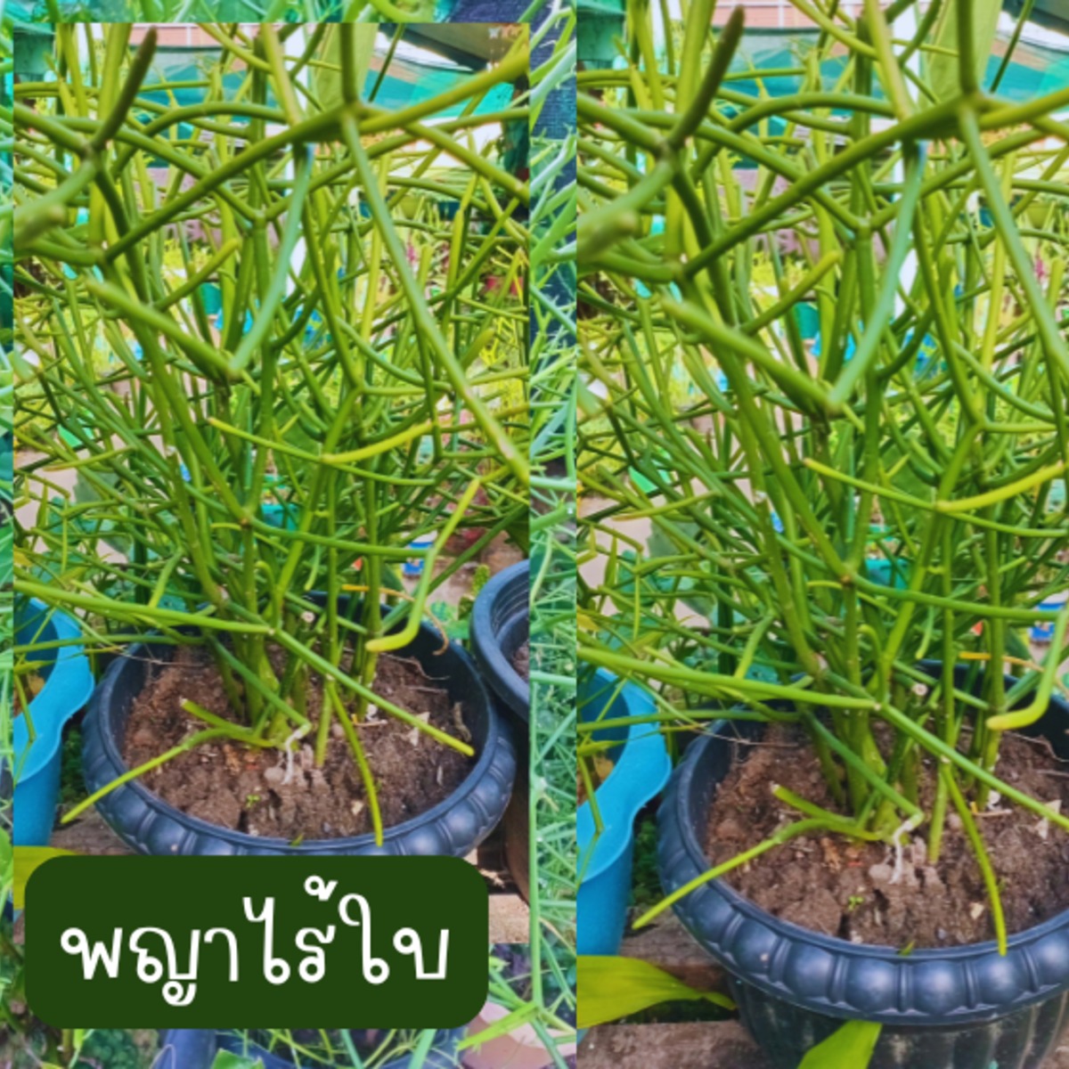 พญาไร้ใบ ติดรากแล้ว สูงกว่า 20 ซม. 3 ต้น 59 บาท ส่งแบบถอดกระถาง