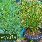 พญาไร้ใบ ติดรากแล้ว สูงกว่า 20 ซม. 3 ต้น 59 บาท ส่งแบบถอดกระถาง - ศรีสะเกษ รูปที่ 4