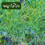 พญาไร้ใบ ติดรากแล้ว สูงกว่า 20 ซม. 3 ต้น 59 บาท ส่งแบบถอดกระถาง - ศรีสะเกษ รูปที่ 1