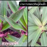 ว่านกาบหอยแคระ(พันธุ์ต้นเล็ก) 4 ต้น คู่กับ ว่านกาบหอย(พันธุ์ต้นใหญ่) 1 ต้น รวม 99 บาท - ศรีสะเกษ รูปที่ 1