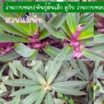ว่านกาบหอยแคระ(พันธุ์ต้นเล็ก) 4 ต้น คู่กับ ว่านกาบหอย(พันธุ์ต้นใหญ่) 1 ต้น รวม 99 บาท - ศรีสะเกษ รูปที่ 2