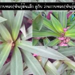 ว่านกาบหอยแคระ(พันธุ์ต้นเล็ก) 4 ต้น คู่กับ ว่านกาบหอย(พันธุ์ต้นใหญ่) 1 ต้น รวม 99 บาท - ศรีสะเกษ รูปที่ 3