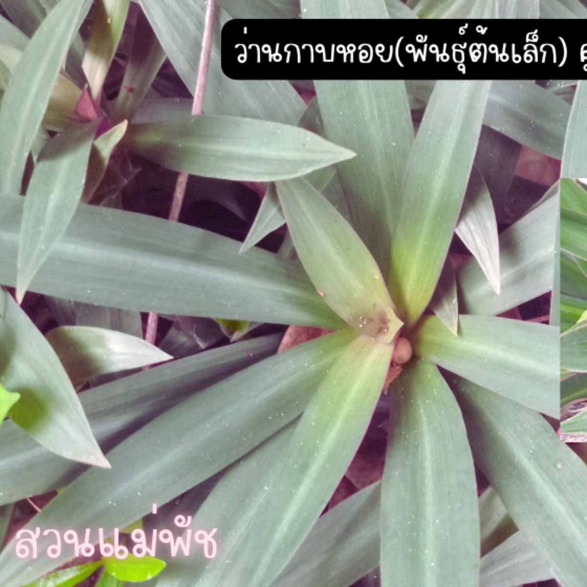 ว่านกาบหอยแคระ(พันธุ์ต้นเล็ก) 4 ต้น คู่กับ ว่านกาบหอย(พันธุ์ต้นใหญ่) 1 ต้น รวม 99 บาท