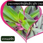 ว่านกาบหอยแคระ(พันธุ์ต้นเล็ก) 4 ต้น คู่กับ ว่านกาบหอย(พันธุ์ต้นใหญ่) 1 ต้น รวม 99 บาท - ศรีสะเกษ รูปที่ 4