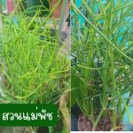 พญาไร้ใบ ติดรากแล้ว สูงกว่า 20 ซม. 3 ต้น 59 บาท ส่งแบบถอดกระถาง - ศรีสะเกษ รูปที่ 2