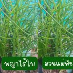 พญาไร้ใบ ติดรากแล้ว สูงกว่า 20 ซม. 3 ต้น 59 บาท ส่งแบบถอดกระถาง - ศรีสะเกษ รูปที่ 3