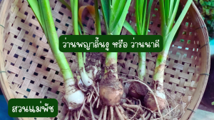 สวนแม่พัชสมุนไพรดอกไม้กินได้