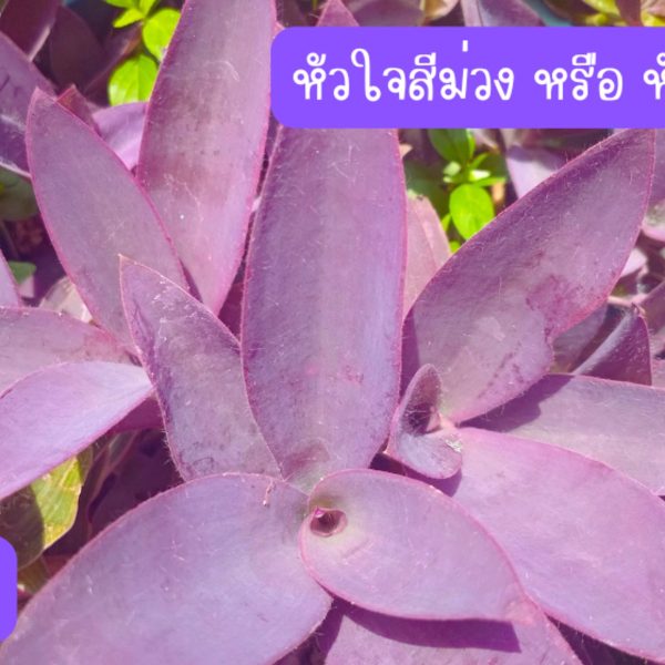 หัวใจสีม่วง หรือ หัวใจราหู (กิ่งสำหรับปักชำ) 15 กิ่ง 39 บาท ปลูกประดับ ปลูกคลุมดิน