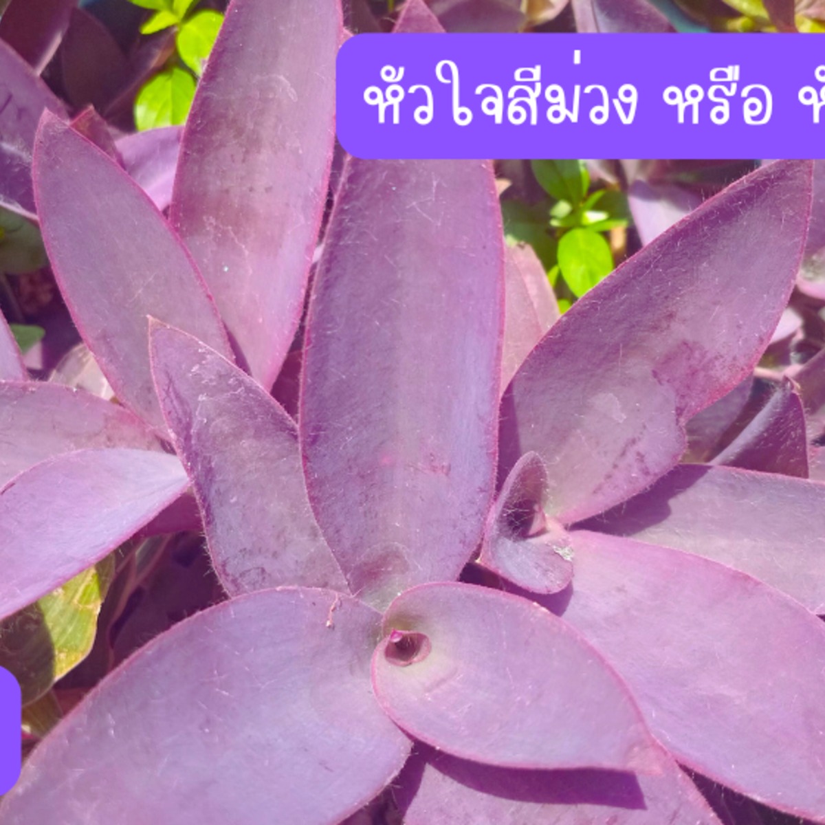 หัวใจสีม่วง หรือ หัวใจราหู (กิ่งสำหรับปักชำ) 15 กิ่ง 39 บาท ปลูกประดับ ปลูกคลุมดิน