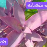 หัวใจสีม่วง หรือ หัวใจราหู (กิ่งสำหรับปักชำ) 15 กิ่ง 39 บาท ปลูกประดับ ปลูกคลุมดิน - ศรีสะเกษ รูปที่ 1