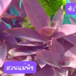 หัวใจสีม่วง หรือ หัวใจราหู (กิ่งสำหรับปักชำ) 15 กิ่ง 39 บาท ปลูกประดับ ปลูกคลุมดิน - ศรีสะเกษ รูปที่ 4