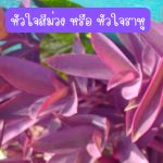 หัวใจสีม่วง หรือ หัวใจราหู (กิ่งสำหรับปักชำ) 15 กิ่ง 39 บาท ปลูกประดับ ปลูกคลุมดิน - ศรีสะเกษ รูปที่ 2