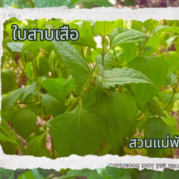 ใบสาบเสือ คัดใบสวยคละไซต์ 200 ใบ 59 บาท