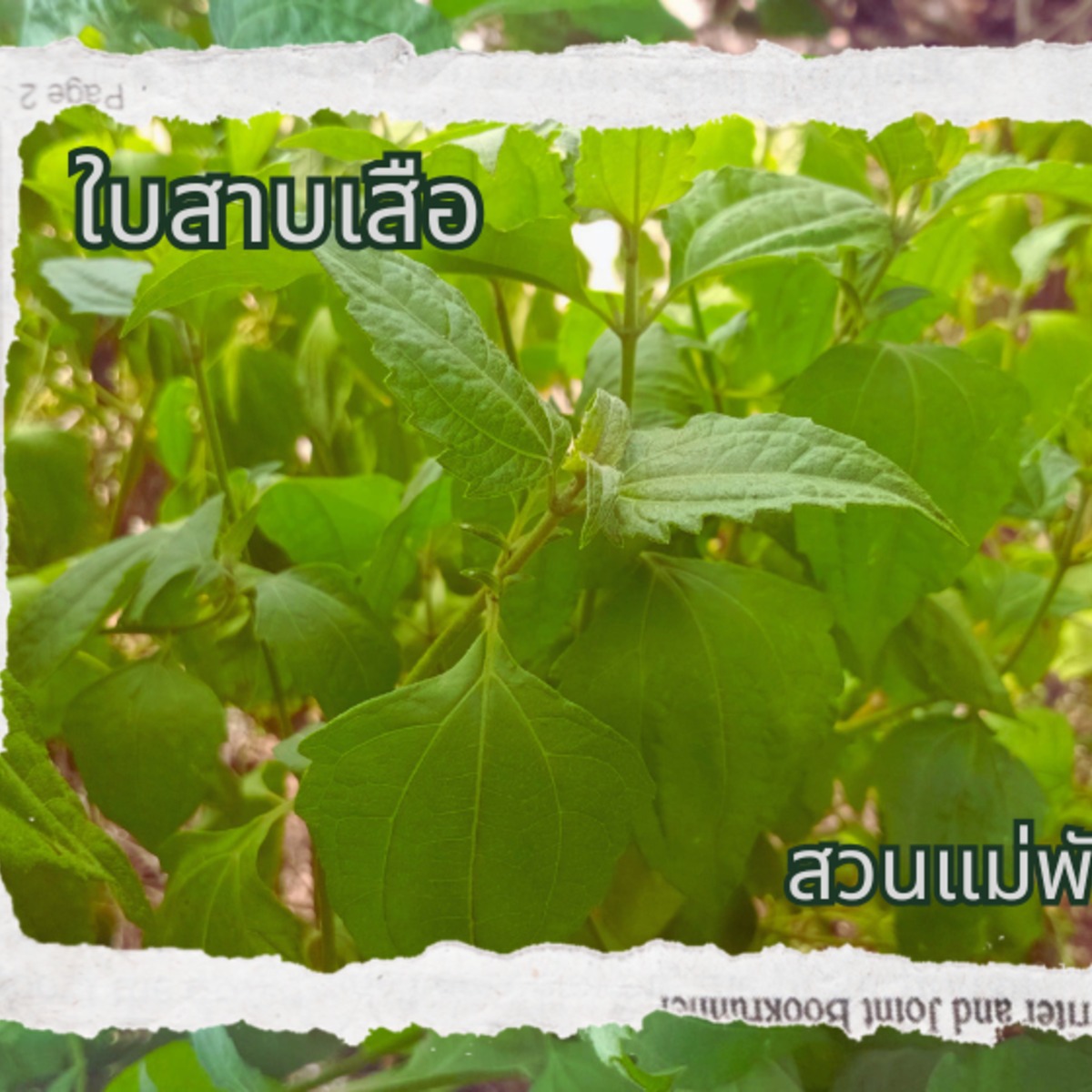 ใบสาบเสือ คัดใบสวยคละไซต์ 200 ใบ 59 บาท