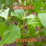 ใบสาบเสือ คัดใบสวยคละไซต์ 200 ใบ 59 บาท - ศรีสะเกษ รูปที่ 3