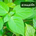 ต้นอ่อมแซบป่า ขนาดต้นคละไซต์ 15 ต้น 39 บาท ส่งแบบถอดกระถาง - ศรีสะเกษ รูปที่ 4