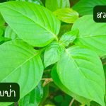 ต้นอ่อมแซบป่า ขนาดต้นคละไซต์ 15 ต้น 39 บาท ส่งแบบถอดกระถาง - ศรีสะเกษ