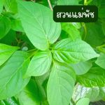 ต้นอ่อมแซบป่า ขนาดต้นคละไซต์ 15 ต้น 39 บาท ส่งแบบถอดกระถาง - ศรีสะเกษ รูปที่ 3