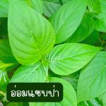 ต้นอ่อมแซบป่า ขนาดต้นคละไซต์ 15 ต้น 39 บาท ส่งแบบถอดกระถาง - ศรีสะเกษ รูปที่ 1