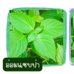 ต้นอ่อมแซบป่า ขนาดต้นคละไซต์ 15 ต้น 39 บาท ส่งแบบถอดกระถาง - ศรีสะเกษ รูปที่ 2