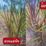 อ้อยดำ หรือ อ้อยดำแดง สำหรับปลูก แบบติดรากและมียอดอ่อนแล้ว 4 ต้น 49 บาท - ศรีสะเกษ รูปที่ 4