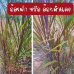 อ้อยดำ หรือ อ้อยดำแดง สำหรับปลูก แบบติดรากและมียอดอ่อนแล้ว 4 ต้น 49 บาท - ศรีสะเกษ รูปที่ 3