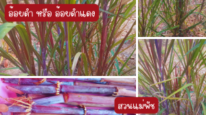 สวนแม่พัชสมุนไพรดอกไม้กินได้