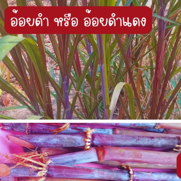 อ้อยดำ หรือ อ้อยดำแดง สำหรับปลูก แบบติดรากและมียอดอ่อนแล้ว 4 ต้น 49 บาท