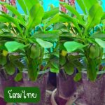 ต้นโสมไทย (กิ่งสำหรับปักชำ) 10 กิ่ง 39 บาท ขนาดกิ่งยาวกว่า 20 ซม. - ศรีสะเกษ รูปที่ 2