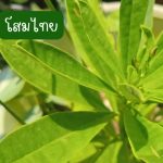ต้นโสมไทย (กิ่งสำหรับปักชำ) 10 กิ่ง 39 บาท ขนาดกิ่งยาวกว่า 20 ซม. - ศรีสะเกษ รูปที่ 4