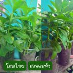 ต้นโสมไทย (กิ่งสำหรับปักชำ) 10 กิ่ง 39 บาท ขนาดกิ่งยาวกว่า 20 ซม. - ศรีสะเกษ รูปที่ 3