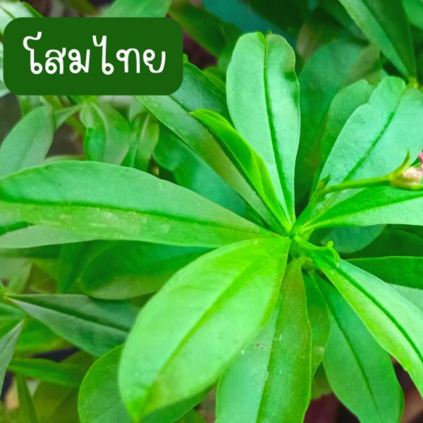 ต้นโสมไทย (กิ่งสำหรับปักชำ) 10 กิ่ง 39 บาท ขนาดกิ่งยาวกว่า 20 ซม.