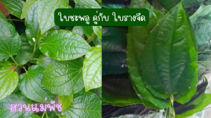สวนแม่พัชสมุนไพรดอกไม้กินได้
