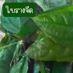 ใบรางจืดสด คละไซต์ 60 ใบ 49 บาท - ศรีสะเกษ รูปที่ 3