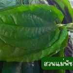 ใบรางจืดสด คละไซต์ 60 ใบ 49 บาท - ศรีสะเกษ รูปที่ 2