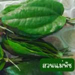 ใบรางจืดสด คละไซต์ 60 ใบ 49 บาท - ศรีสะเกษ รูปที่ 1
