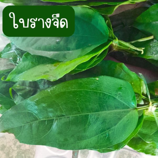 ใบรางจืดสด คละไซต์ 60 ใบ 49 บาท