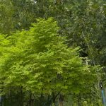 ต้นเกษมสีทองฟอร์มดีปลูกง่าย - กรุงเทพมหานคร
