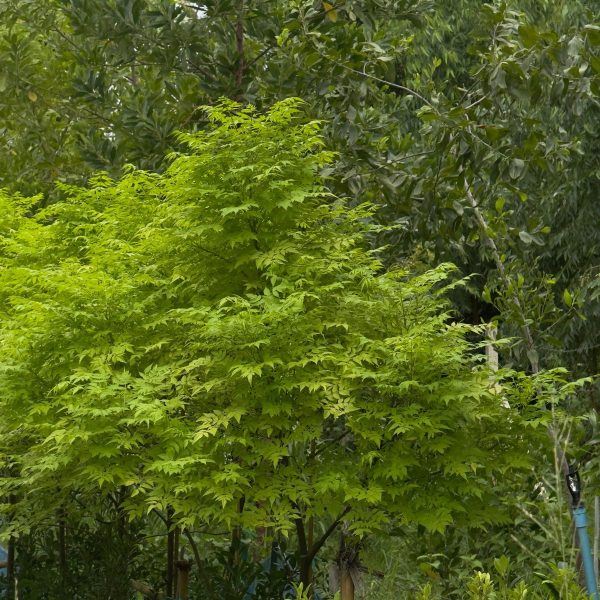ต้นเกษมสีทองฟอร์มดีปลูกง่าย