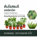 ต้นโรสแมรี ออร์แกนิคโตไว - กรุงเทพมหานคร รูปที่ 2