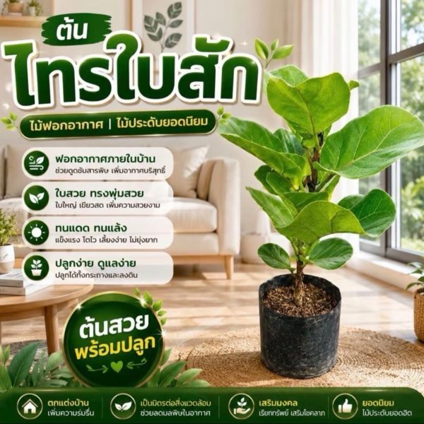 ต้นไทรใบสักฟอร์มดีตัวไว