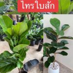 ต้นไทรใบสักฟอร์มดีตัวไว - กรุงเทพมหานคร รูปที่ 1
