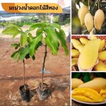 มะม่วงน้ำดองไม้สีทอง 1ต้น ปลูกปีกว่าติดลูก🍀 - กรุงเทพมหานคร
